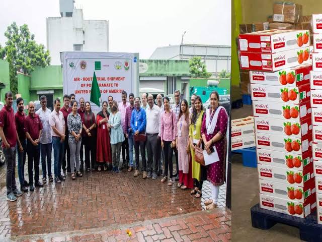 Indias Pomegranate Embarks on a Journey to America: First Test Batch Exported by Air Indias Pomegranate Embarks on a Journey to America: First Test Batch Exported by Air